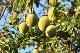 Benefits of baobab oil for your skin