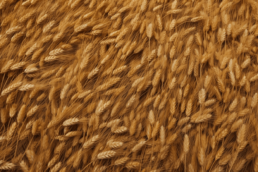 Benefits of wheatgerm oil for your skin