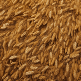 Benefits of wheatgerm oil for your skin